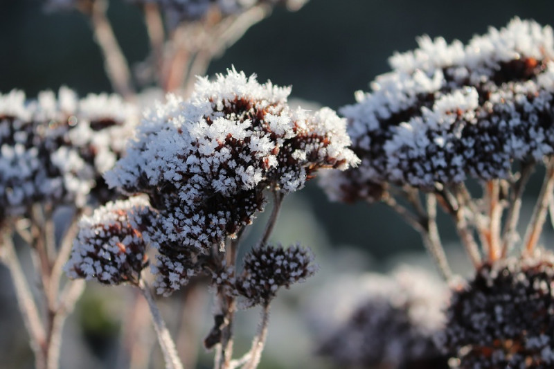 hemelsleutel-sedum-wintersilhouet-Bevroren Ijzig-Rijp-natuurlijke-vaste-planten-droogtebestendig